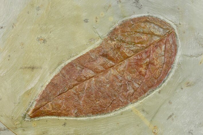 Fossil Leaf (Phyllites) - Montana #143775